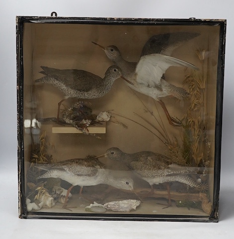 A 19th century cased taxidermy group of four Redshanks, 46x45cm. Condition - interior good, case worn